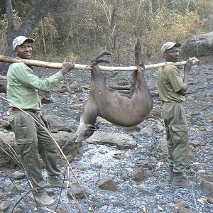 Back to the truck!!! with a yellow backed duiker