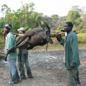 Back to the truck with a sitatunga