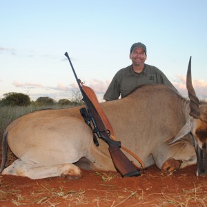 Cape Eland bull