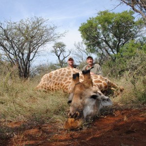 Giraffe bull hunt South Africa