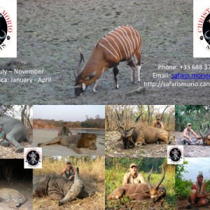 Safaris Morio - Hunting in CAR & Tanzania