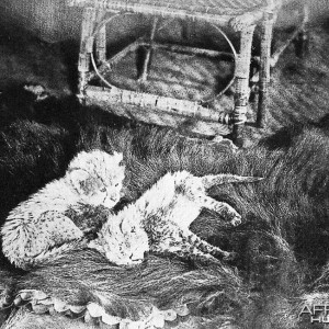 Asiatic Cheetah cubs - India, 1897