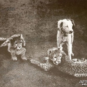 Cheetah cubs with dog -  India, 1897