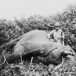 President Theodore Roosevelt's 1909 hunting Elephant