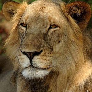 Lion in Mozambique