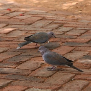 Doves Namibia