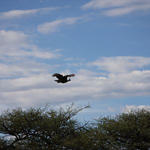Guinea Fowl Namibia