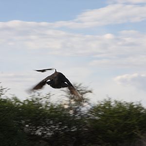 Guinea Fowl Namibia