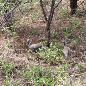 Guinea Fowl Namibia