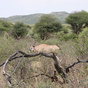 Gemsbok Namibia