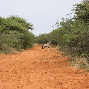 Gemsbok Female Namibia