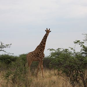 Giraffe bull Namibia