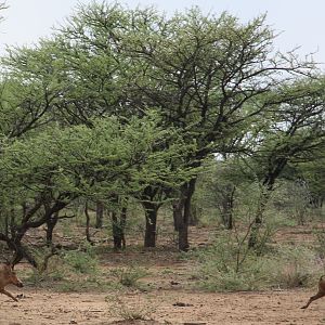 Warthogs Namibia