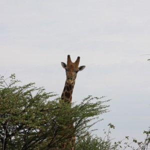 Giraffe Namibia