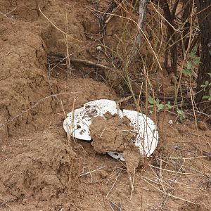 Omajowa termite hill mushrooms Namibia