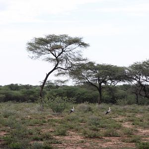 White Storks Namibia