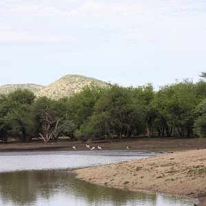 White Storks Namibia