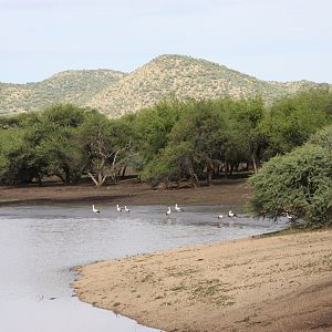 White Storks Namibia