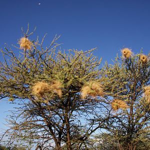 Bird nests Namibia