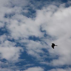 Bird of prey Namibia