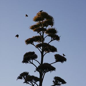 Birds Namibia