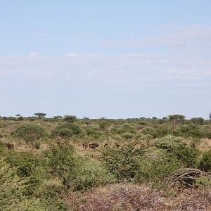 Black Wildebeest Namibia