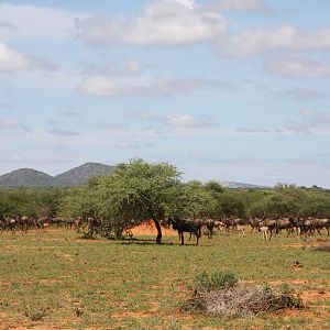 Blue Wildebeest Namibia