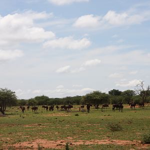 Blue Wildebeest Namibia