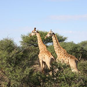 Giraffes Namibia