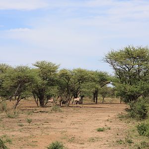 Gemsbok Namibia