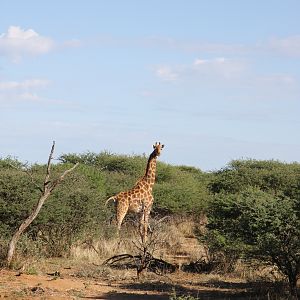 Giraffe Namibia