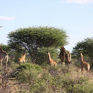 Giraffes Namibia