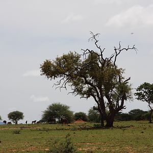 Blue Wildebeest Namibia