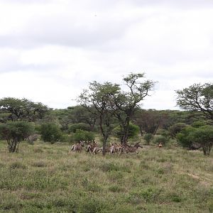 Zebras Namibia