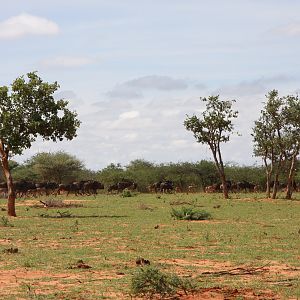 Blue Wildebeest Namibia