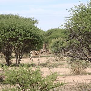 Zebra Namibia