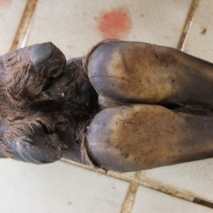 Blue Wildebeest hoof