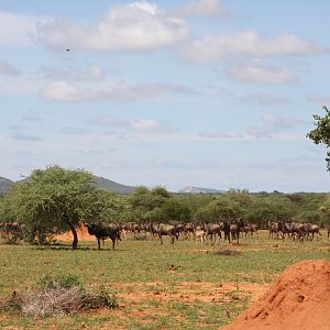 Blue Wildebeest Namibia