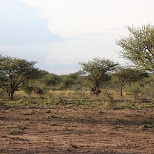 Black Wildebeest Namibia