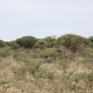 Eagle Namibia