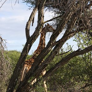 Giraffe Namibia