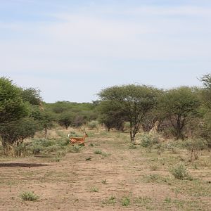 Impala Namibia