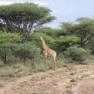 Young Giraffe Namibia