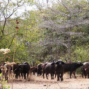 Calling buff in Tanzania