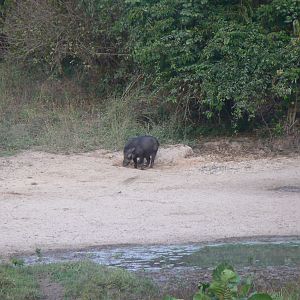 Giant Forest Hog Central African Republic