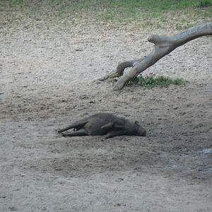 Giant Forest Hog Central African Republic