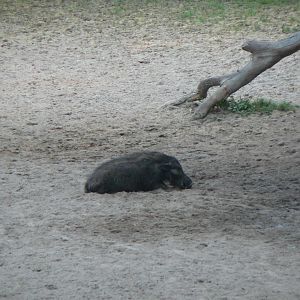 Giant Forest Hog Central African Republic