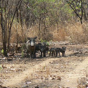 Warthogs Central African Republic