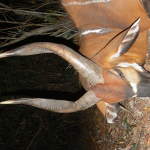 Bongo Hunted in Central Africa CAR