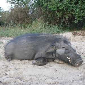 Giant forest hog 9 inches hunted in CAR